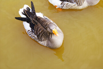 Geese swimming in a lake in a park, poultry, animal.