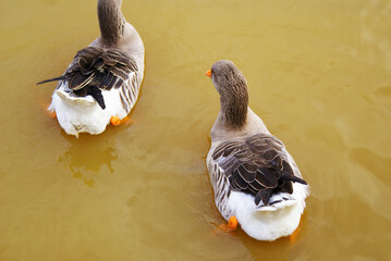 Geese swimming in a lake in a park, poultry, animal.