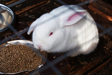 White fluffy rabbit with pink ears and red eyes, animal, nature.