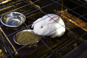 White fluffy rabbit with pink ears and red eyes, animal, nature.