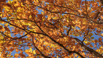 In the foreground is a tree with many autumn leaves, the sky is blue. leaves are orange and yellow