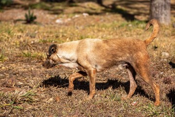 Street dog, stray dog ​​popularly known in Brazil as caramelo. Vira-lata