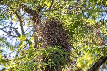 The nest of João-graveto or João-de-pau, Phacellodomus rufifrons, is a passerine, grassland bird, of the Furnariidae family, found in Brazil, Bolivia, Paraguay and Argentina.