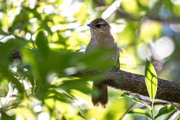 The nest of João-graveto or João-de-pau, Phacellodomus rufifrons, is a passerine, grassland bird, of the Furnariidae family, found in Brazil, Bolivia, Paraguay and Argentina.