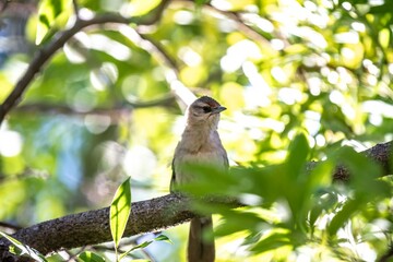 The nest of João-graveto or João-de-pau, Phacellodomus rufifrons, is a passerine, grassland bird, of the Furnariidae family, found in Brazil, Bolivia, Paraguay and Argentina.