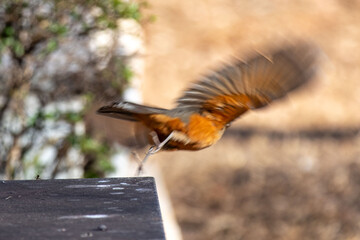 The Rufous-rumped Thrush (Turdus rufiventris) is a common bird in South America and the best known of all thrushes, identified by the rust-colored belly and its melodious song. Sabiá laranjeira