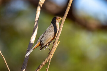 The Rufous-rumped Thrush (Turdus rufiventris) is a common bird in South America and the best known of all thrushes, identified by the rust-colored belly and its melodious song. Sabiá laranjeira