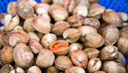 Fresh clams in a basket