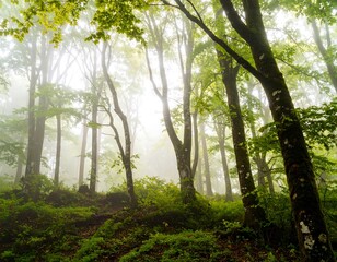 Fototapeta premium Misty forest scene with tall trees