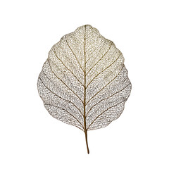 Obraz premium Detailed botanical leaf design isolate on white background