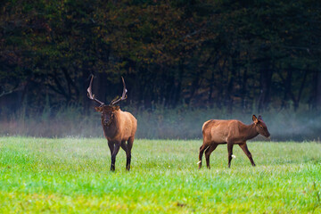 North Carolina Elk