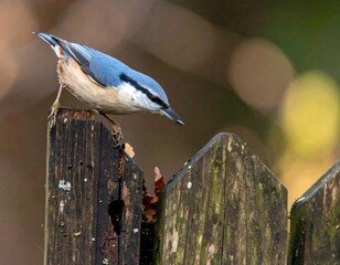Naklejka premium Nuthatch on weathered fence post