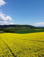 Vast field of bright yellow flowers