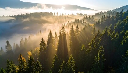 Sunrise over a misty mountain forest