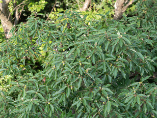 緑のドングリを付けた樹木