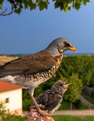Obraz premium Bird feeding its youngling