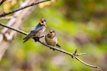 Hungry Vancouver Island Barn Swallow Birds