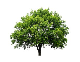 Lush green tree isolated