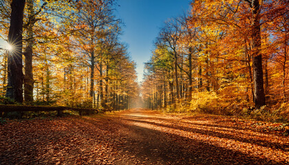 Obraz premium A Serene Forest Path Lined With Trees And Fallen Leaves Under A Clear Blue Sky