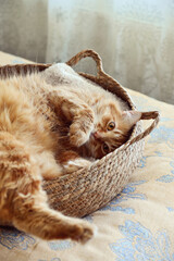 Cute ginger cat laing in his soft cozy round woven cat bed