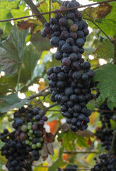 Close-up of a cluster of dark purple grapes, almost ready for harvest, hanging from a vine in a vineyard. Some green leaves of the plant and other less ripe bunches can be seen at the bottom