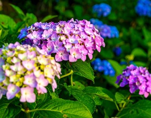 Fototapeta premium Vibrant colorful hydrangea blossoms