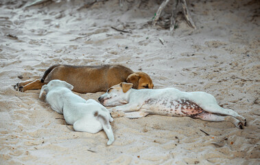 Three adorable puppies sleeping peacefully on sandy beach