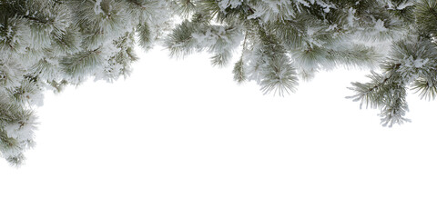 snow-covered evergreen branches isolated on white background
