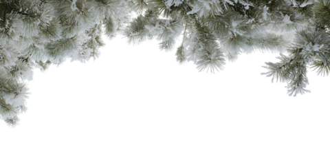 snow-covered evergreen branches isolated on white background