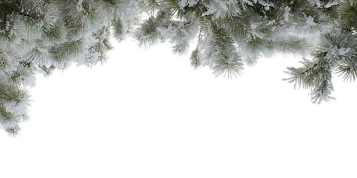 snow-covered evergreen branches isolated on white background