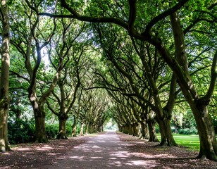 Lush tree-lined avenue