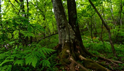 Naklejka premium Lush forest floor with vibrant greenery