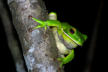 White-Lipped Green Tree Frog resting on tree trunk