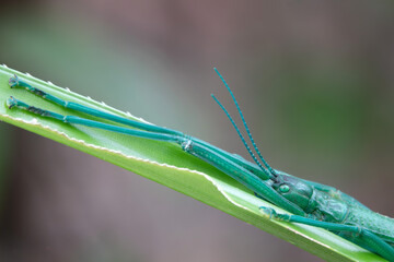 Peppermint Stick Insect (Megacrania batesii) resting on Pandanus leaf