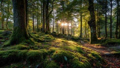 Sunlight filtering through a mossy forest