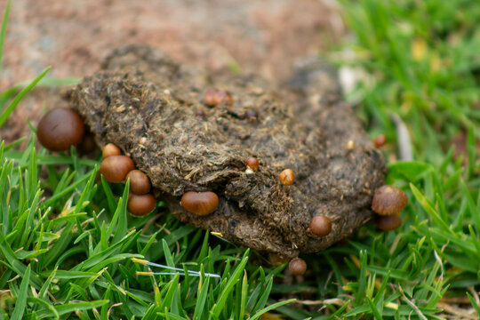 hongos creciendo en un estiercol de vaca