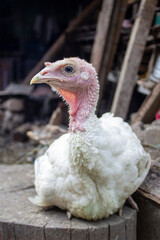 animales variados de los andes y selva peruana