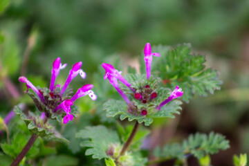 planta, flores y frutos silvestres de los andes peruanos
