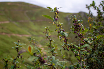 ayrampo de los andes peruanos fruto morado 