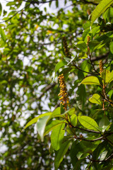 planta silveste amarilla de la selva central peruana