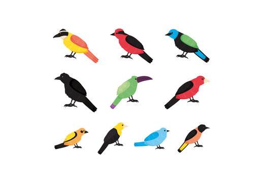 Colorful Birds Nature Wildlife Illustrations Set