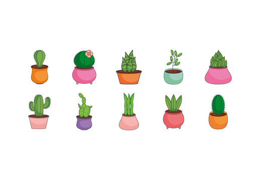 Colorful Cactus Succulent Nature Plants Illustrations Set