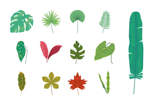 Green Leaves Nature Tropical Botanical Decorative Illustrations Set