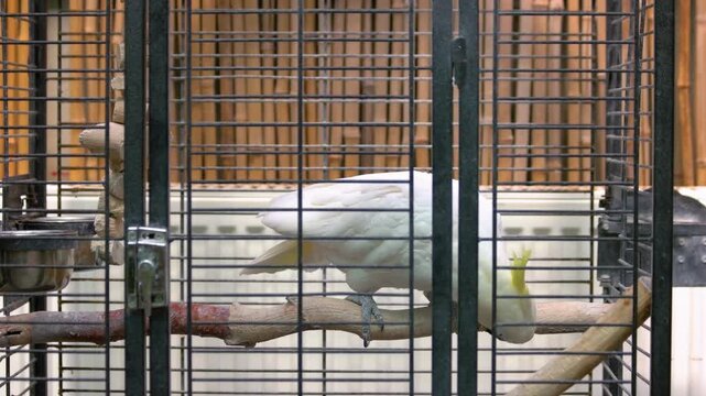 Portrait of big white parrot sitting in the metal cage. Beautiful cockatoo parrot in zoo.