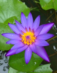 Vibrant purple lotus flower (2)
