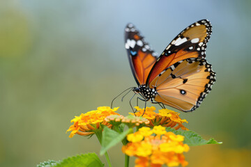 Fototapeta premium Detailed Side View of a Plain Tiger Butterfly Feeding on a Cluster of Lantana Flowers with a Softly Blurred Natural Background in a Sunny Outdoor Setting