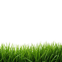 Obraz premium green grass png, fresh grass png, realistic grass png, natural grass png, summer grass png, spring grass png, lush grass png, bright green grass png, detailed grass png, high quality grass png