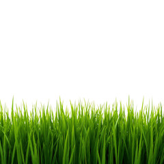 Fototapeta premium green grass png, fresh grass png, realistic grass png, natural grass png, summer grass png, spring grass png, lush grass png, bright green grass png, detailed grass png, high quality grass png