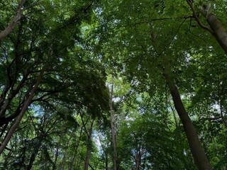 Beautiful green trees in park, low angle view