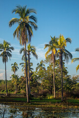 palm trees on the beach